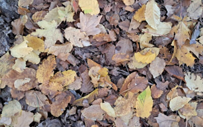 Sobota 31.10 – nie&nbsp;ma&nbsp;zajęć
